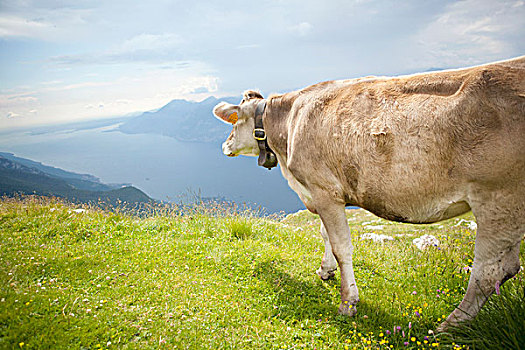 母牛,蒙特卡罗,山
