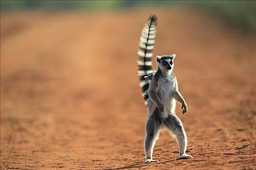 节尾狐猴,狐猴,站立,脆弱,贝伦提私人保护区,马达加斯加