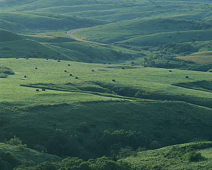 毛豆,山