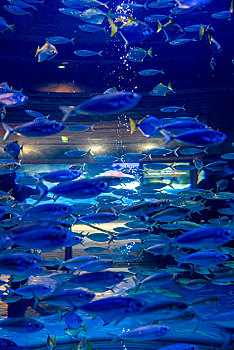 阿联酋迪拜棕榈岛,失落的空间,水族馆