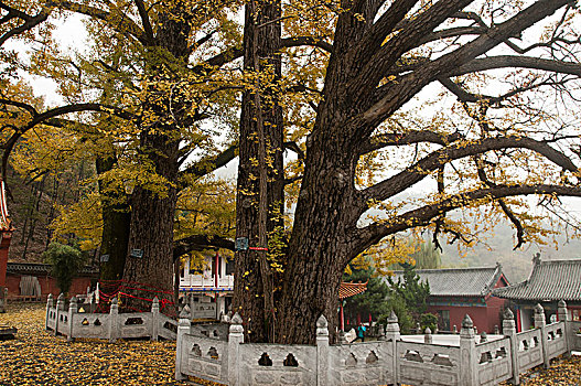 文殊寺