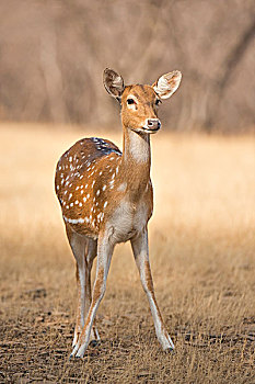 斑点,鹿,轴,花鹿,雌性,拉贾斯坦邦,国家公园,印度,亚洲