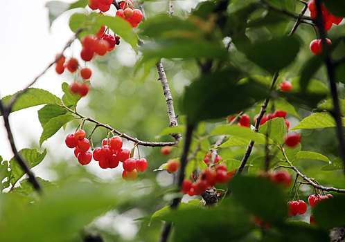 山东省日照市,五莲山下樱桃红,400多亩樱桃林喜迎八方游客
