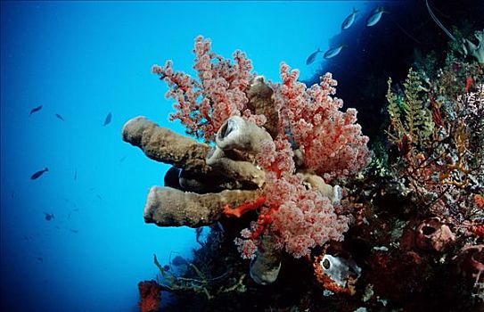 彩色,珊瑚礁,苏拉威西岛,印度尼西亚,班达海,水下