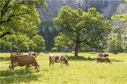 成群,母牛,阿尔卑斯山