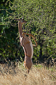 肯尼亚,萨布鲁国家公园,雄性,非洲瞪羚,站立,进食,叶子,刺槐