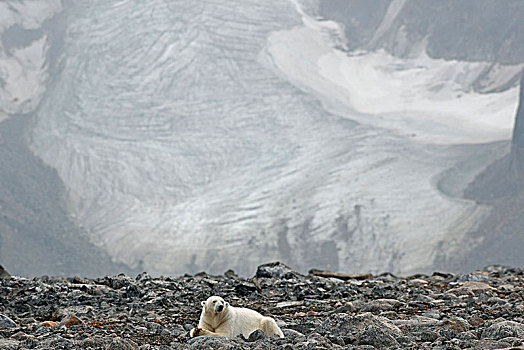 北极熊,雄性,卧,正面,冰河,斯瓦尔巴群岛,斯瓦尔巴特群岛,挪威,欧洲