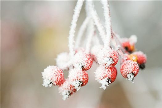 霜,红色浆果