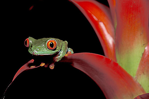 中美洲,红眼树蛙