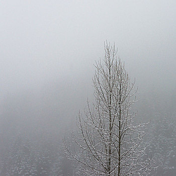 积雪,秃树,雾,惠斯勒,不列颠哥伦比亚省,加拿大