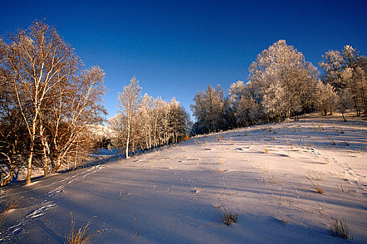 冬季雪景