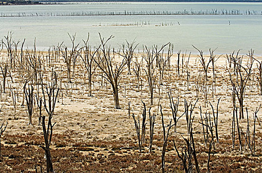 干旱,低,水,水平,死,树,岁月,状况,湖,自然,自然保护区,西澳大利亚州,澳大利亚,二月,2007年