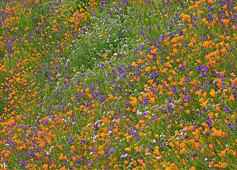 花菱草,地毯,春天,山坡,加利福尼亚