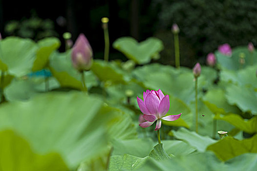 夏日荷花lotus