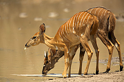 雄性,林羚,捻角羚,喝,水潭,国家公园,津巴布韦