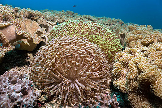 圆柱,框架,皮革,珊瑚,岛屿,自然保护区,省,印度洋,阿曼苏丹国