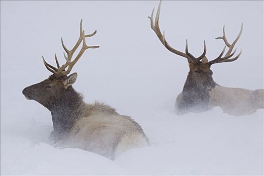 两个,公麋鹿,卧,大雪,阿拉斯加野生动物保护中心,阿拉斯加,冬天,俘获
