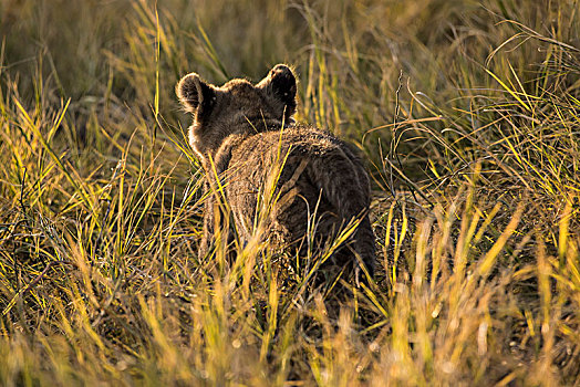 狮子,幼小,草丛,后视图,乔贝国家公园,博茨瓦纳,非洲