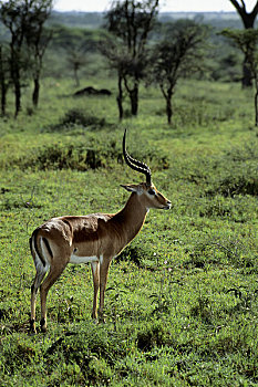 坦桑尼亚,塞伦盖蒂,黑斑羚,雄性