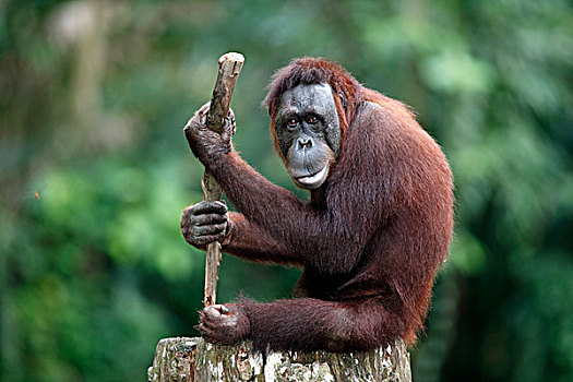 猩猩,黑猩猩,成年,新加坡,东南亚,亚洲