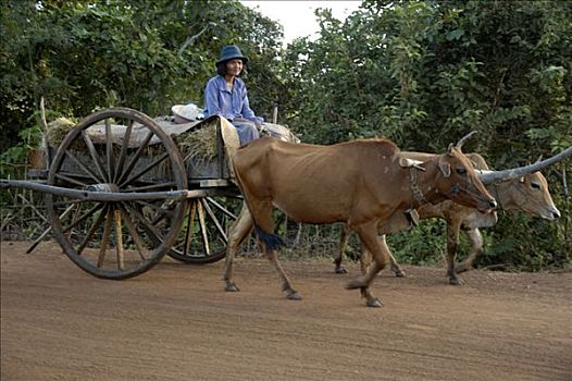 古老,运输,女人,牛,手推车,靠近,柬埔寨