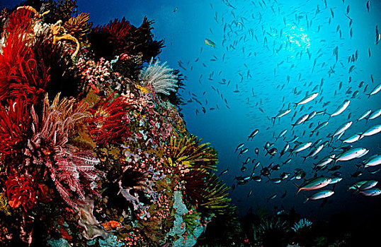 彩色,珊瑚礁,鱼群,科莫多,印度洋,印度尼西亚,东南亚,亚洲
