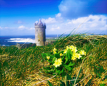 樱草花,花,前景,远景,爱尔兰,16世纪,远眺,大西洋,海洋