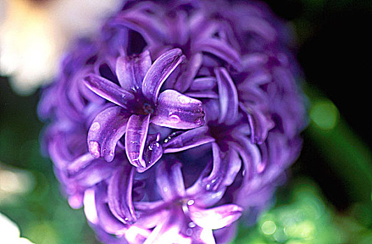 特写,束,紫花