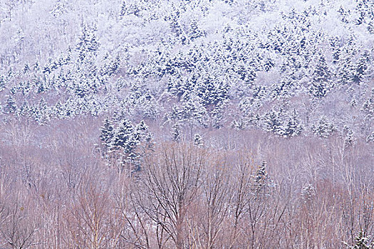 积雪,山,温泉,胜地,近郊,札幌,北海道,日本