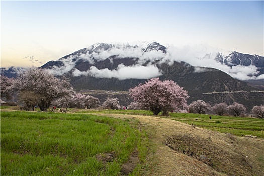 野桃花观赏圣地索松村