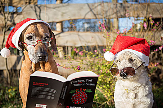 两只,狗,圣诞节,帽子,眼镜,勃兰登堡,德国,欧洲