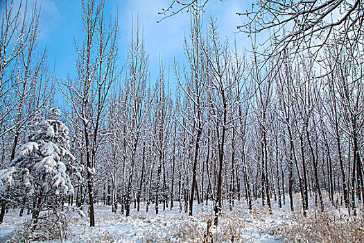 中国冬季白色的雪覆盖着的树林