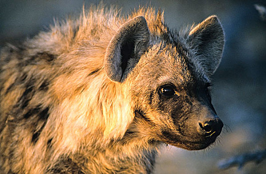 斑鬣狗,卡拉哈迪大羚羊国家公园,北开普,南非,非洲