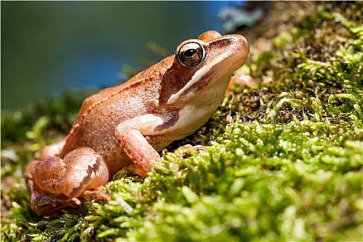 中国林蛙,褐色,青蛙,绿色,苔藓