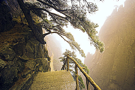 黄山,黄山松,松属,小路,冬天