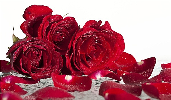 红玫瑰,遮盖,智慧,露珠