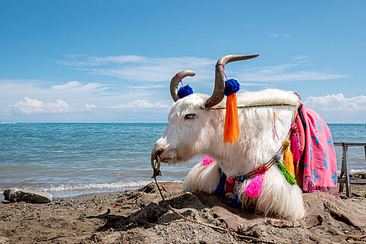 青海湖畔,戴鼻圈的牦牛