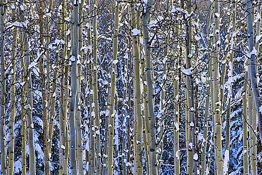 桦树,冬天,库特尼国家公园,不列颠哥伦比亚省,加拿大