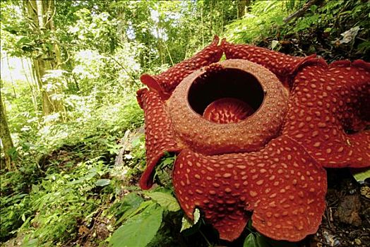 苏门答腊岛,最大,花,盛开,只有,星期,气味,昆虫,困难,授粉,罐,直径