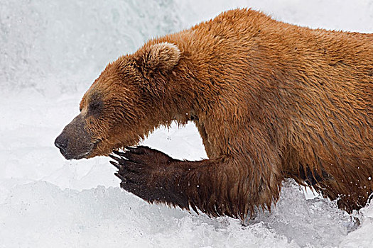 大灰熊,棕熊,挠,溪流,秋天,阿拉斯加