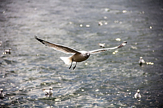飞翔中呆萌的海鸥