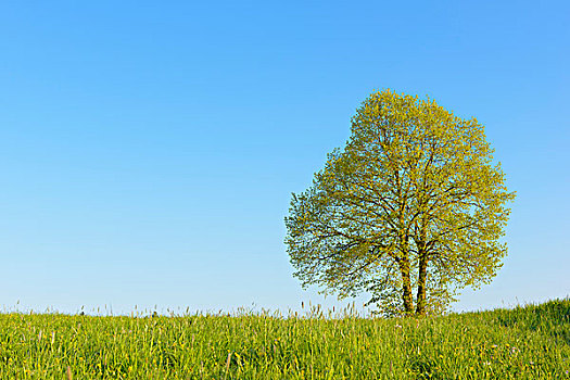孤单,树,春天,奥登瓦尔德,黑森州,德国