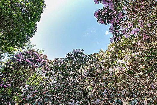 梧桐山盛开的毛棉杜鹃花