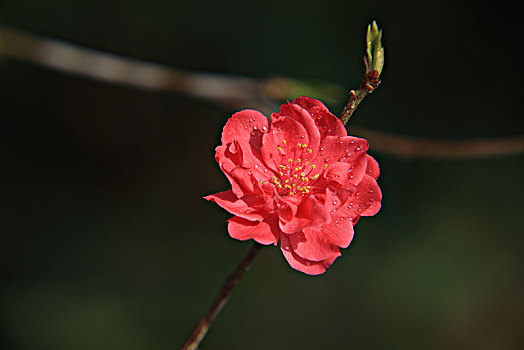 碧桃,千叶桃花,桃花