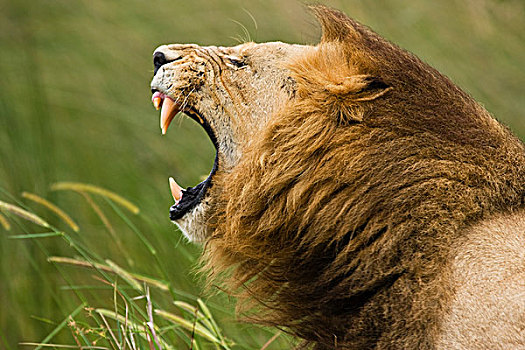 非洲狮,狮子,叫,莫雷米禁猎区,奥卡万戈三角洲,博茨瓦纳