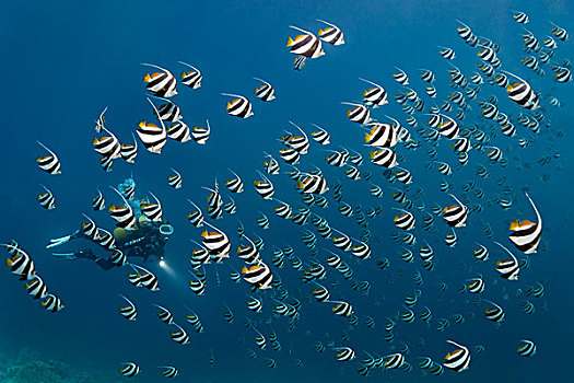 潜水,鱼群,上方,珊瑚礁,印度洋,南马累环礁,马尔代夫,亚洲