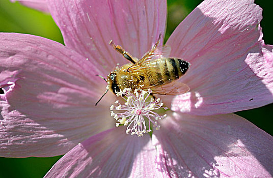 蜂蜜,蜜蜂,收集,花粉