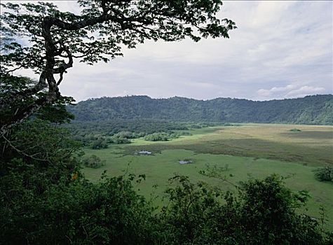 树林,边缘,地面,恩戈罗恩戈罗火山口,坦桑尼亚