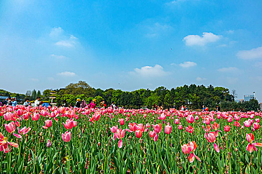 湖南省森林植物园－世界名花广场