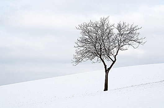 奥地利,上奥地利州,坏,空,果树,冬天